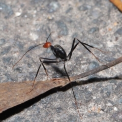 Leptomyrmex erythrocephalus at Paddys River, ACT - 30 Aug 2020