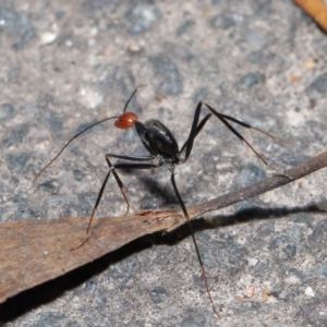 Leptomyrmex erythrocephalus at Paddys River, ACT - 30 Aug 2020