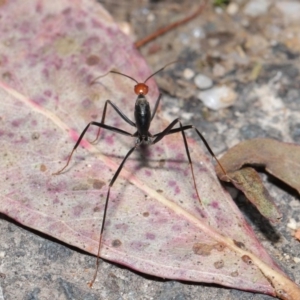 Leptomyrmex erythrocephalus at Paddys River, ACT - 30 Aug 2020