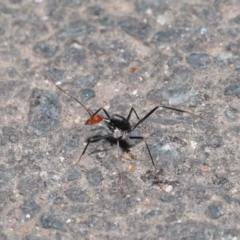 Leptomyrmex erythrocephalus at Paddys River, ACT - 30 Aug 2020