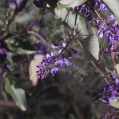 Hardenbergia violacea (False Sarsaparilla) at Hawker, ACT - 29 Aug 2020 by AlisonMilton