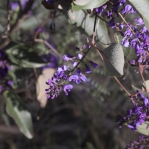 Hardenbergia violacea at Hawker, ACT - 29 Aug 2020 10:15 AM