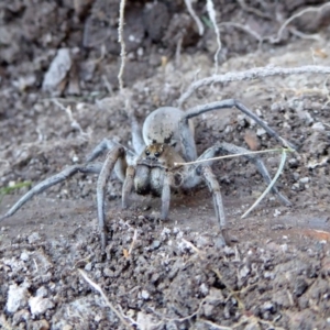 Portacosa cinerea at Yass River, NSW - 30 Aug 2020