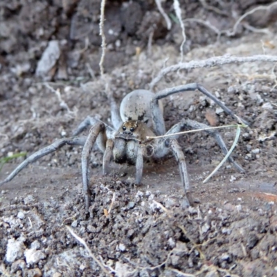Portacosa cinerea (Grey wolf spider) at Yass River, NSW - 30 Aug 2020 by SenexRugosus