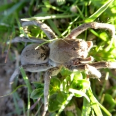 Portacosa cinerea at Yass River, NSW - 30 Aug 2020 04:30 PM