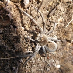 Portacosa cinerea at Yass River, NSW - 30 Aug 2020