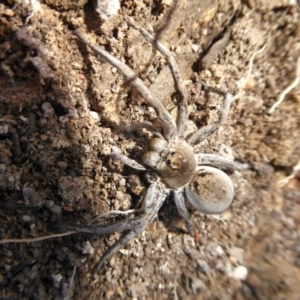 Portacosa cinerea at Yass River, NSW - 30 Aug 2020 04:30 PM