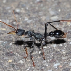 Myrmecia tarsata (Bull ant or Bulldog ant) at Paddys River, ACT - 30 Aug 2020 by TimL