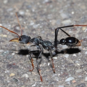 Myrmecia tarsata at Paddys River, ACT - 30 Aug 2020 11:01 AM