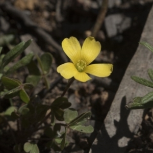 Oxalis sp. at Hawker, ACT - 29 Aug 2020