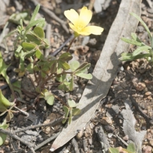 Oxalis sp. at Hawker, ACT - 29 Aug 2020