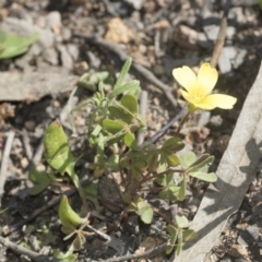 Oxalis sp. at Hawker, ACT - 29 Aug 2020 11:17 AM