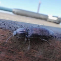 Crepidomenus fulgidus (Click beetle) at Yass River, NSW - 30 Aug 2020 by SenexRugosus