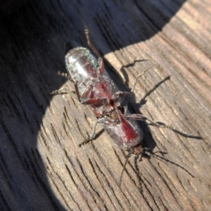 Crepidomenus fulgidus at Yass River, NSW - 30 Aug 2020