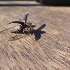 Crepidomenus fulgidus at Yass River, NSW - 30 Aug 2020