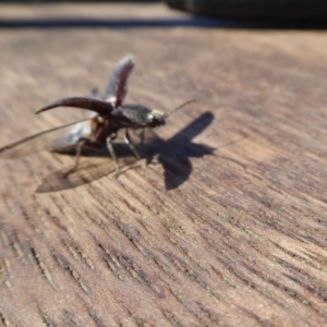 Crepidomenus fulgidus at Yass River, NSW - 30 Aug 2020 01:42 PM