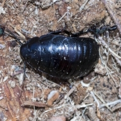 Panesthia australis (Common wood cockroach) at Bruce, ACT - 28 Aug 2020 by AlisonMilton