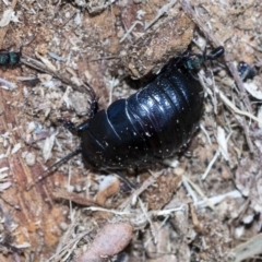 Panesthia australis at Bruce, ACT - 28 Aug 2020 12:37 PM