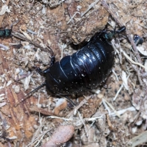 Panesthia australis at Bruce, ACT - 28 Aug 2020 12:37 PM