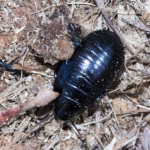 Panesthia australis at Bruce, ACT - 28 Aug 2020 12:37 PM