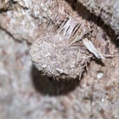 Lepidoptera unclassified IMMATURE moth at Bruce, ACT - 28 Aug 2020 by AlisonMilton