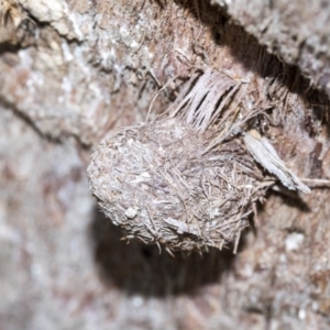 Lepidoptera unclassified IMMATURE at Bruce, ACT - 28 Aug 2020 12:39 PM