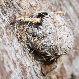 Lepidoptera unclassified IMMATURE at Bruce, ACT - 28 Aug 2020 12:39 PM