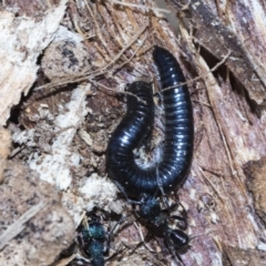 Juliformia sp. (superorder) (A Juliform millipede) at Gossan Hill - 28 Aug 2020 by AlisonMilton