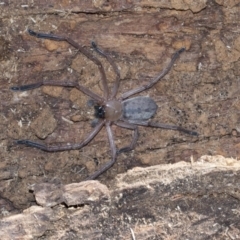 Delena cancerides (Social huntsman spider) at Bruce Ridge to Gossan Hill - 28 Aug 2020 by AlisonMilton