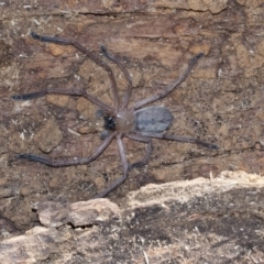 Delena cancerides (Social huntsman spider) at Gossan Hill - 28 Aug 2020 by AlisonMilton