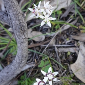 Wurmbea dioica subsp. dioica at Hughes, ACT - 30 Aug 2020