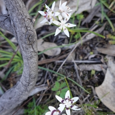 Wurmbea dioica subsp. dioica (Early Nancy) at Hughes, ACT - 30 Aug 2020 by JackyF