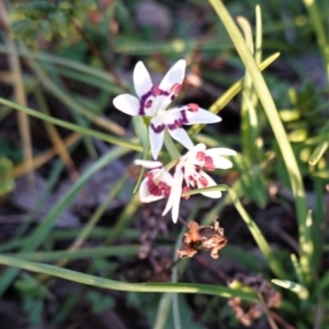 Wurmbea dioica subsp. dioica at Hughes, ACT - 30 Aug 2020