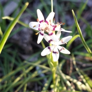 Wurmbea dioica subsp. dioica at Hughes, ACT - 30 Aug 2020