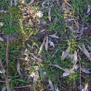 Wurmbea dioica subsp. dioica at Hughes, ACT - 30 Aug 2020