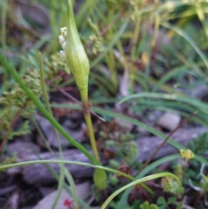 Wurmbea dioica subsp. dioica at Hughes, ACT - 30 Aug 2020