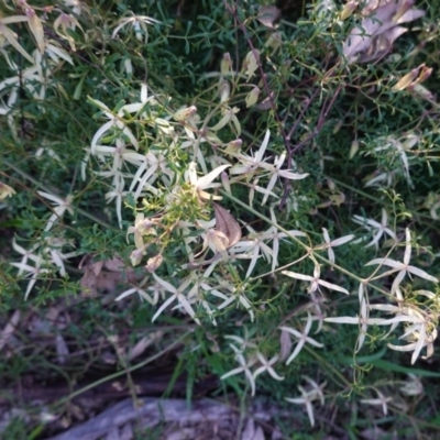 Clematis leptophylla (Small-leaf Clematis, Old Man's Beard) at Federal Golf Course - 30 Aug 2020 by JackyF