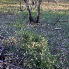 Clematis leptophylla at Hughes, ACT - 30 Aug 2020