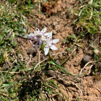 Wurmbea dioica subsp. dioica (Early Nancy) at Wee Jasper, NSW - 30 Aug 2020 by BruceG