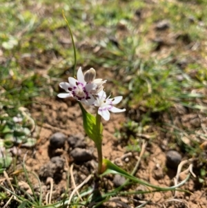 Wurmbea dioica subsp. dioica at Wee Jasper, NSW - 30 Aug 2020 12:45 PM