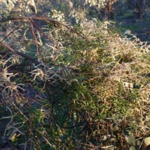 Clematis leptophylla at Hughes, ACT - 30 Aug 2020