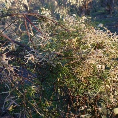 Clematis leptophylla (Small-leaf Clematis, Old Man's Beard) at Hughes, ACT - 30 Aug 2020 by JackyF