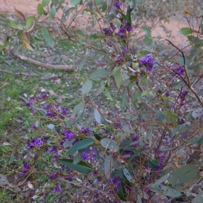 Hardenbergia violacea (False Sarsaparilla) at Hughes, ACT - 30 Aug 2020 by JackyF