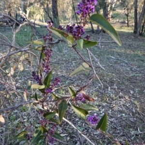 Hardenbergia violacea at Hughes, ACT - 30 Aug 2020