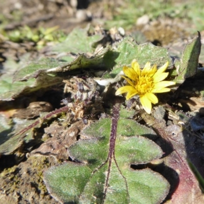 Cymbonotus sp. (preissianus or lawsonianus) (Bears Ears) at Yass River, NSW - 30 Aug 2020 by SenexRugosus