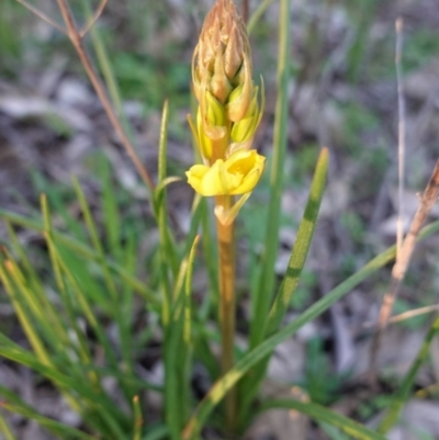 Bulbine bulbosa (Golden Lily, Bulbine Lily) at Hughes, ACT - 30 Aug 2020 by JackyF