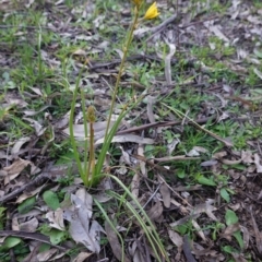 Bulbine bulbosa at Hughes, ACT - 30 Aug 2020 05:17 PM