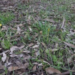 Bulbine bulbosa at Hughes, ACT - 30 Aug 2020 05:17 PM