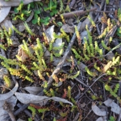 Crassula sieberiana (Austral Stonecrop) at Hughes, ACT - 30 Aug 2020 by JackyF