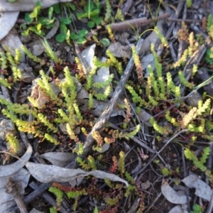 Crassula sieberiana at Hughes, ACT - 30 Aug 2020 05:12 PM